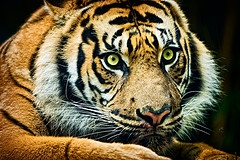 tygrys w zoo w Australii.jpg
